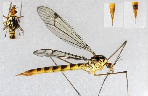 Nephrotoma flavipalpis